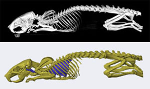CT-rat-skeleton